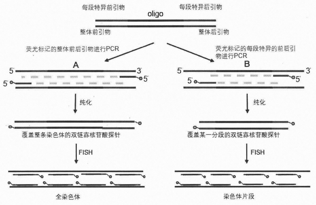 基于多重pcr合成寡核苷酸探针的方法