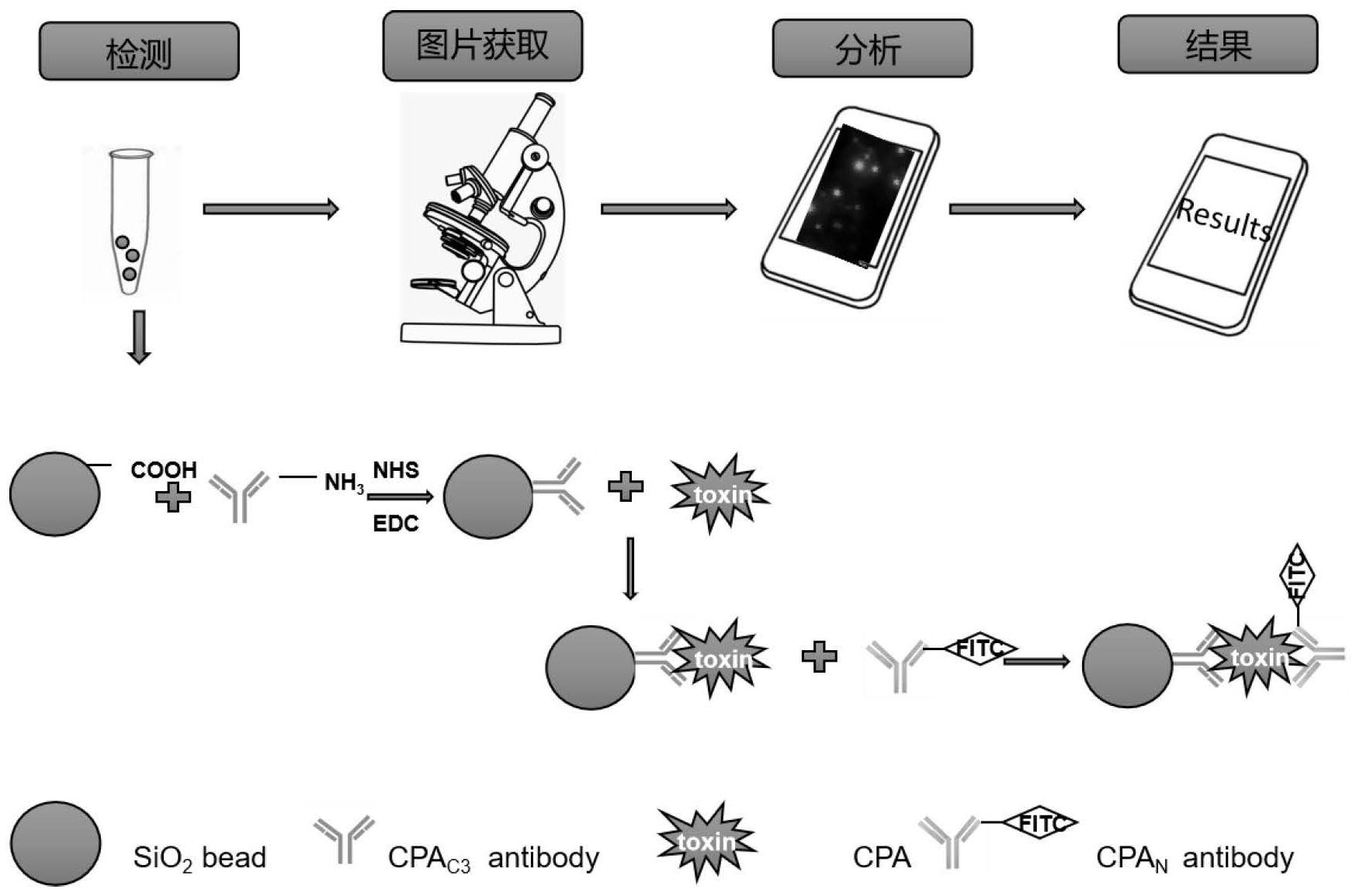 一种产气荚膜梭菌α毒素可视化检测的方法