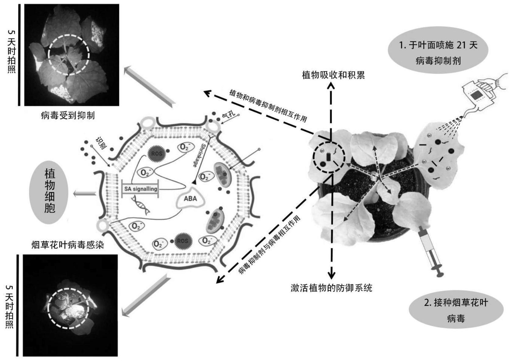 纳米花形成机制图片