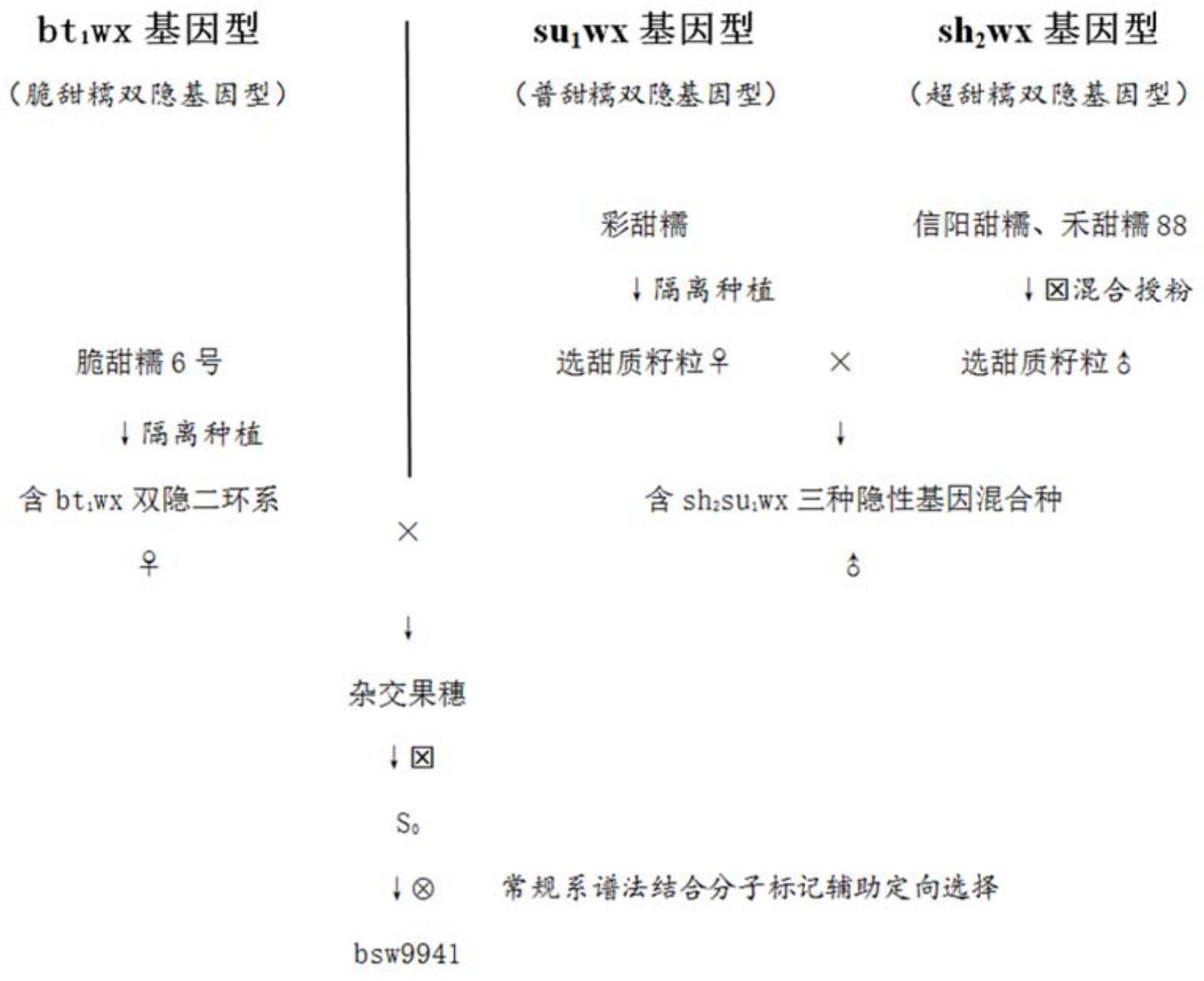 玉米自交系b73简介图片