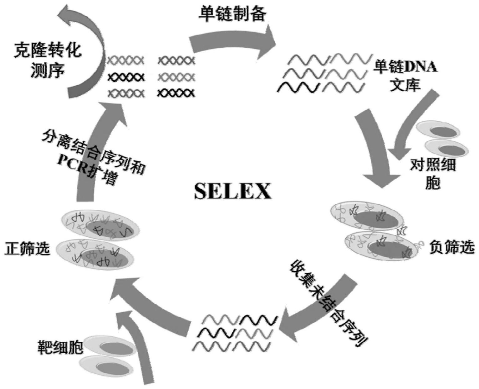 基於工程化細胞的ncadherin核酸適配體的篩選及應用