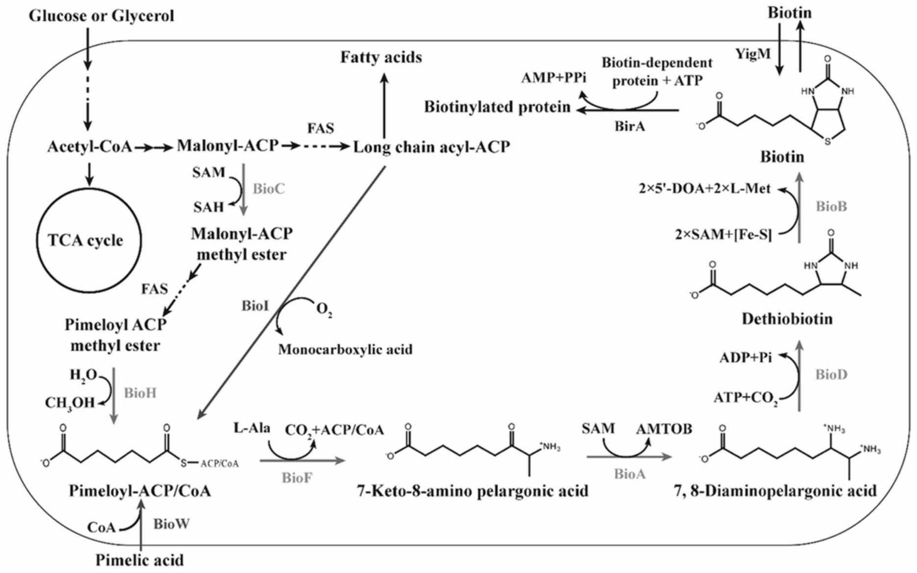 促进生物素合成的重组细胞和基因工程菌,该方法将枯草芽孢杆菌168