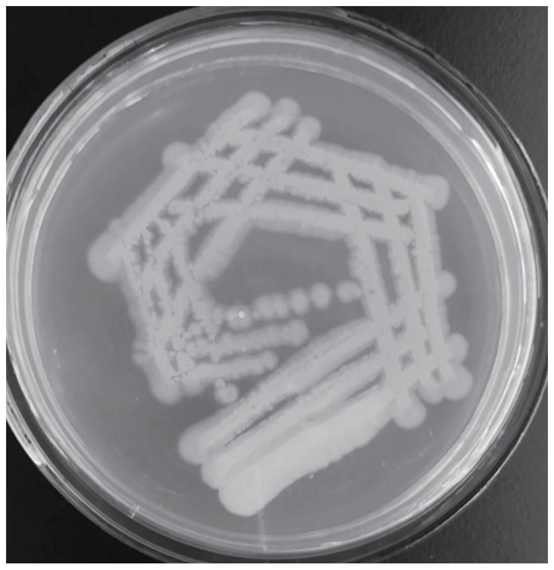 cn112280721a_一株多粘类芽孢杆菌lcp-01及其与胆汁酸复配的复合菌剂