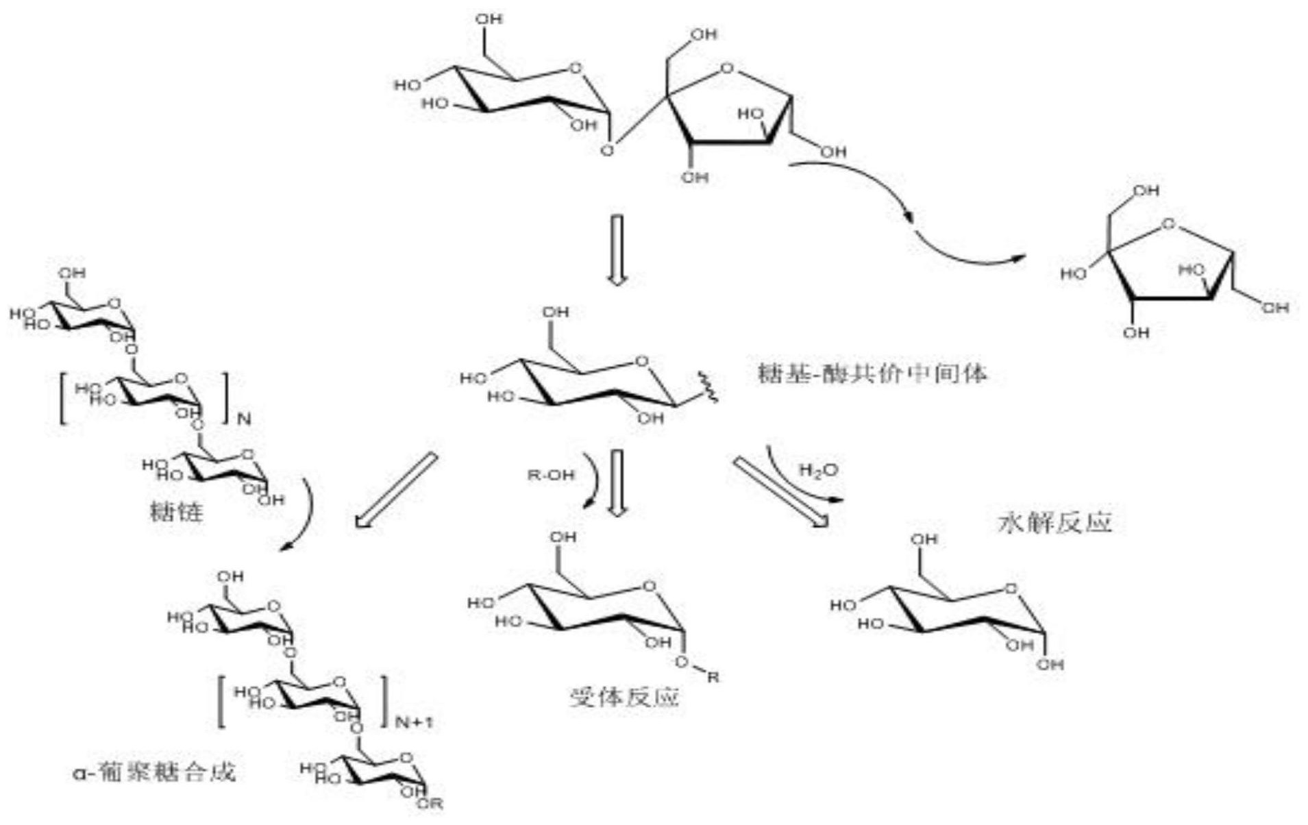 一種適合二糖苷轉移功能的重組右旋糖酐蔗糖酶大腸桿菌的構建方法