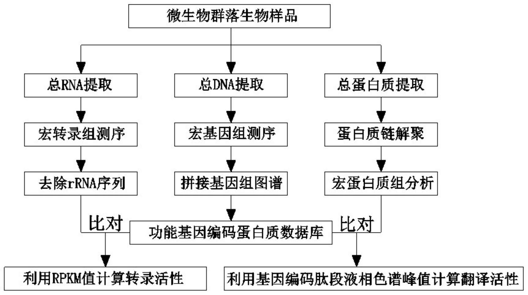 一種分析微生物群落功能基因轉錄和翻譯活性的方法