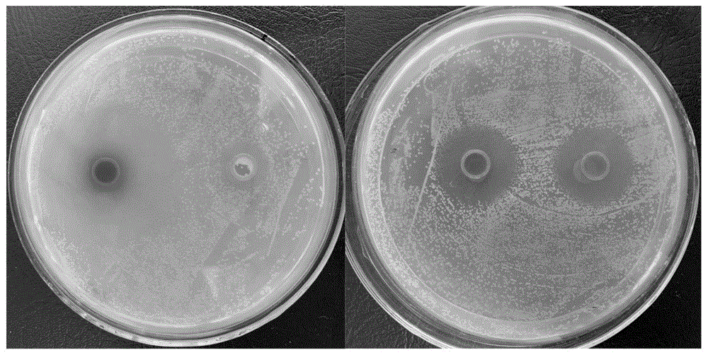 cn112358366a_用于防治梨火疫病的复合菌肥及其制备方法与应用在审