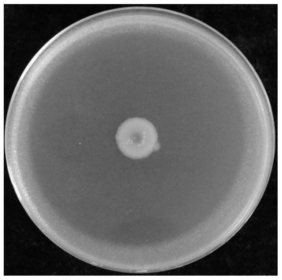 cn112359000a_一株高效生防假单胞菌及其在水稻病害防治中的应用