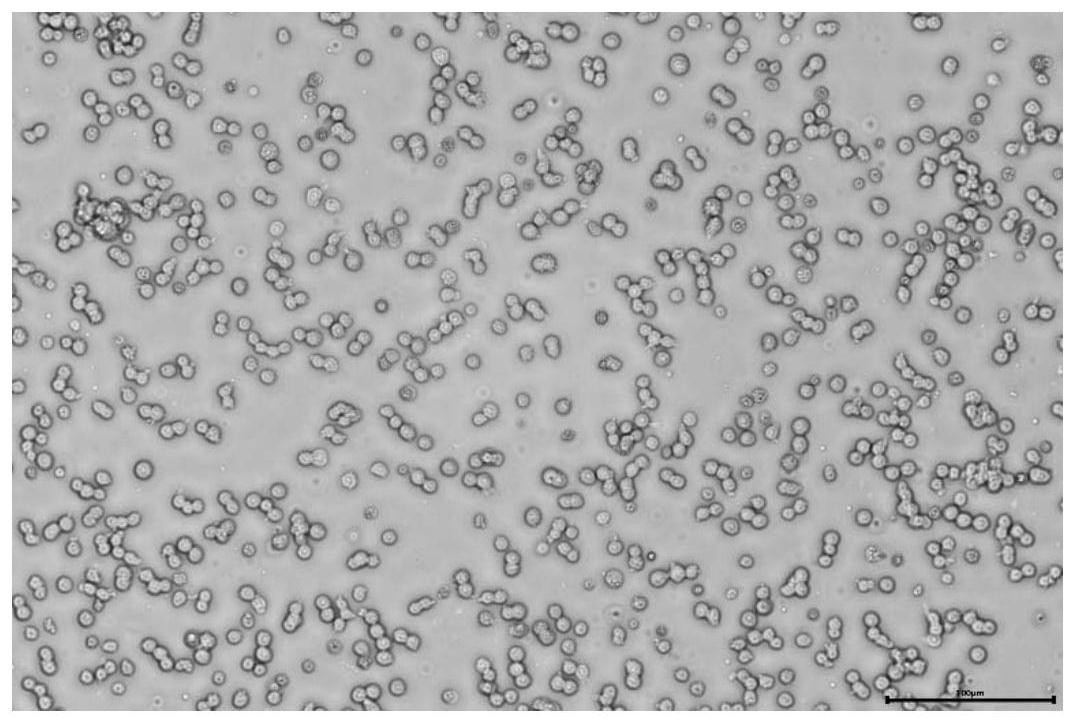 一种使用全悬浮细胞测定鸡新城疫病毒含量的方法