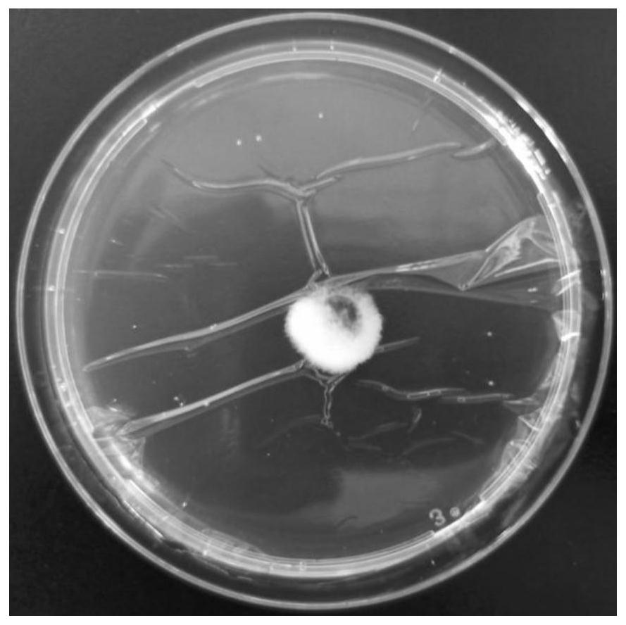 cn112375689a_菌丝培养方法及利用其制备和再生原生质体的方法在审