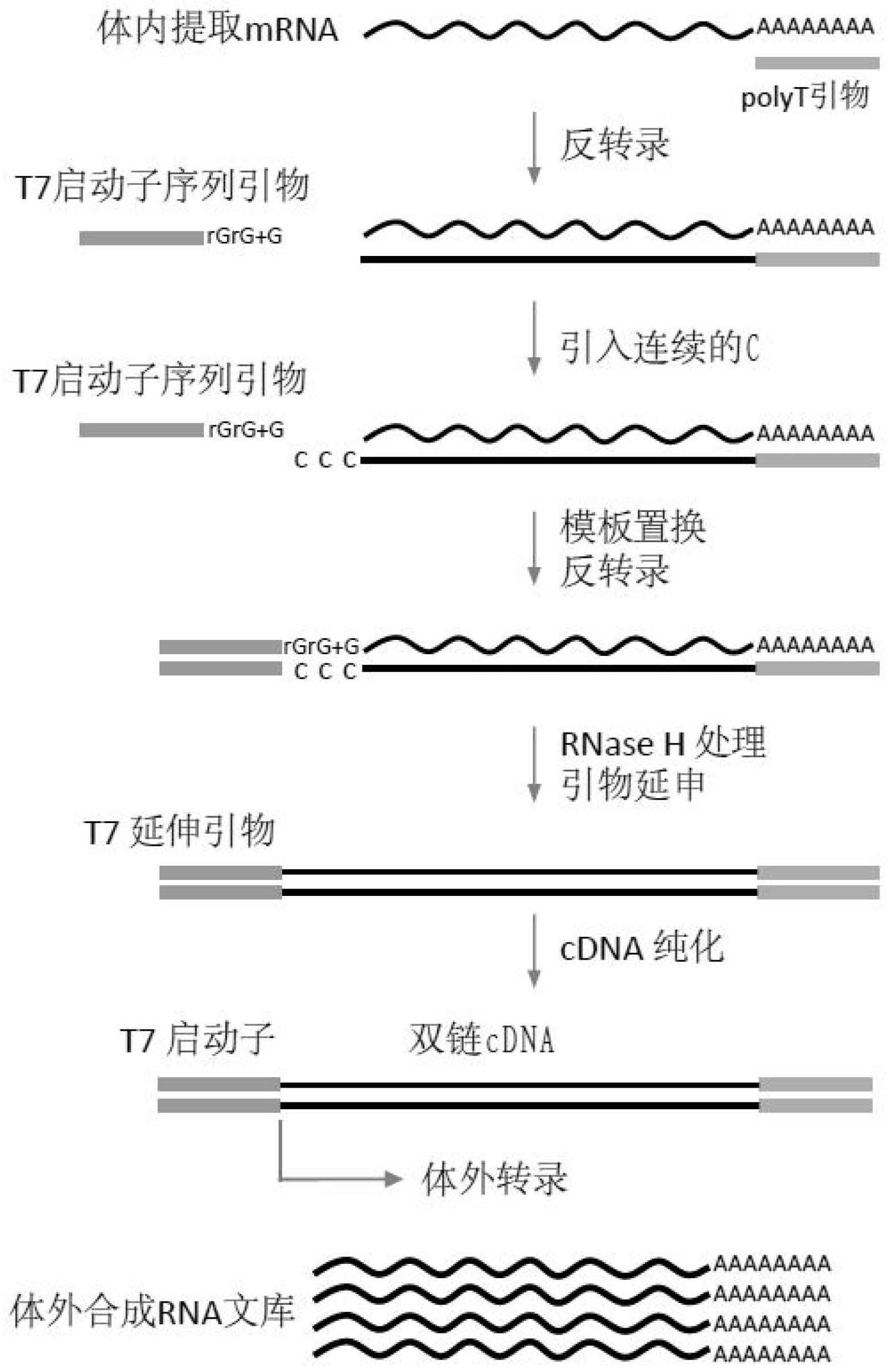 polyt引物或者n6随机引物,和具有模板置换能力的反转录酶进行反转录