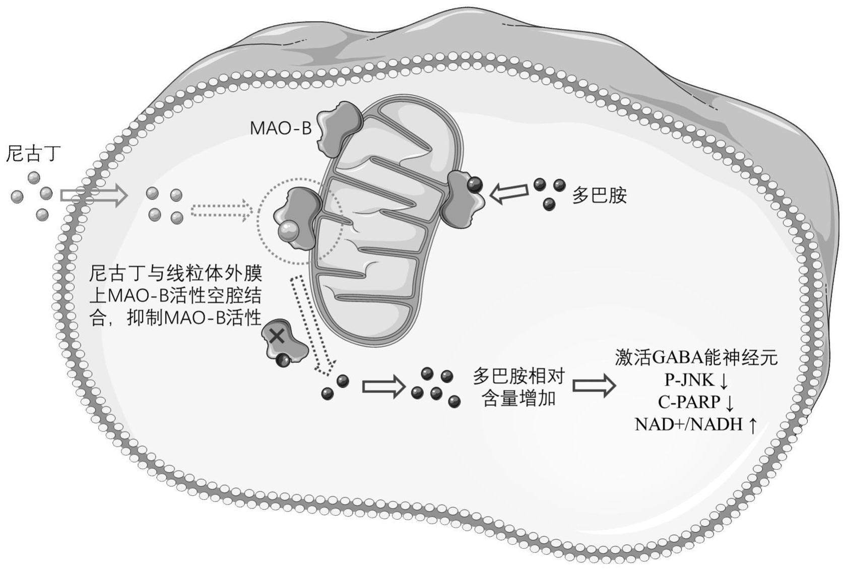 一种单胺氧化酶b(mao-b)抑制剂及其应用
