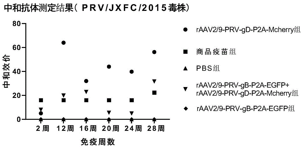含有变异猪伪狂犬病病毒gd蛋白基因的重组腺相关病毒转移载体病毒及其