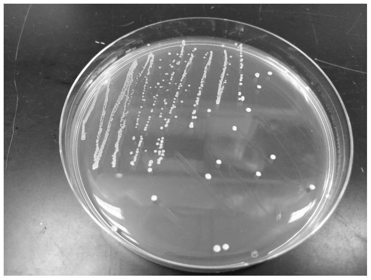 乳酸菌菌落形态描述图片