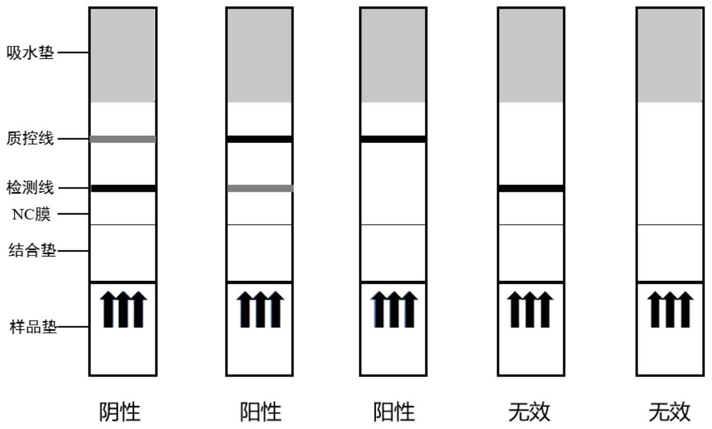 妥拉唑林图片