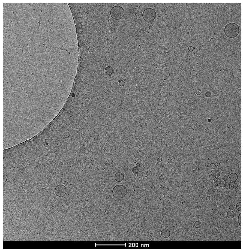 脂质体显微镜图片