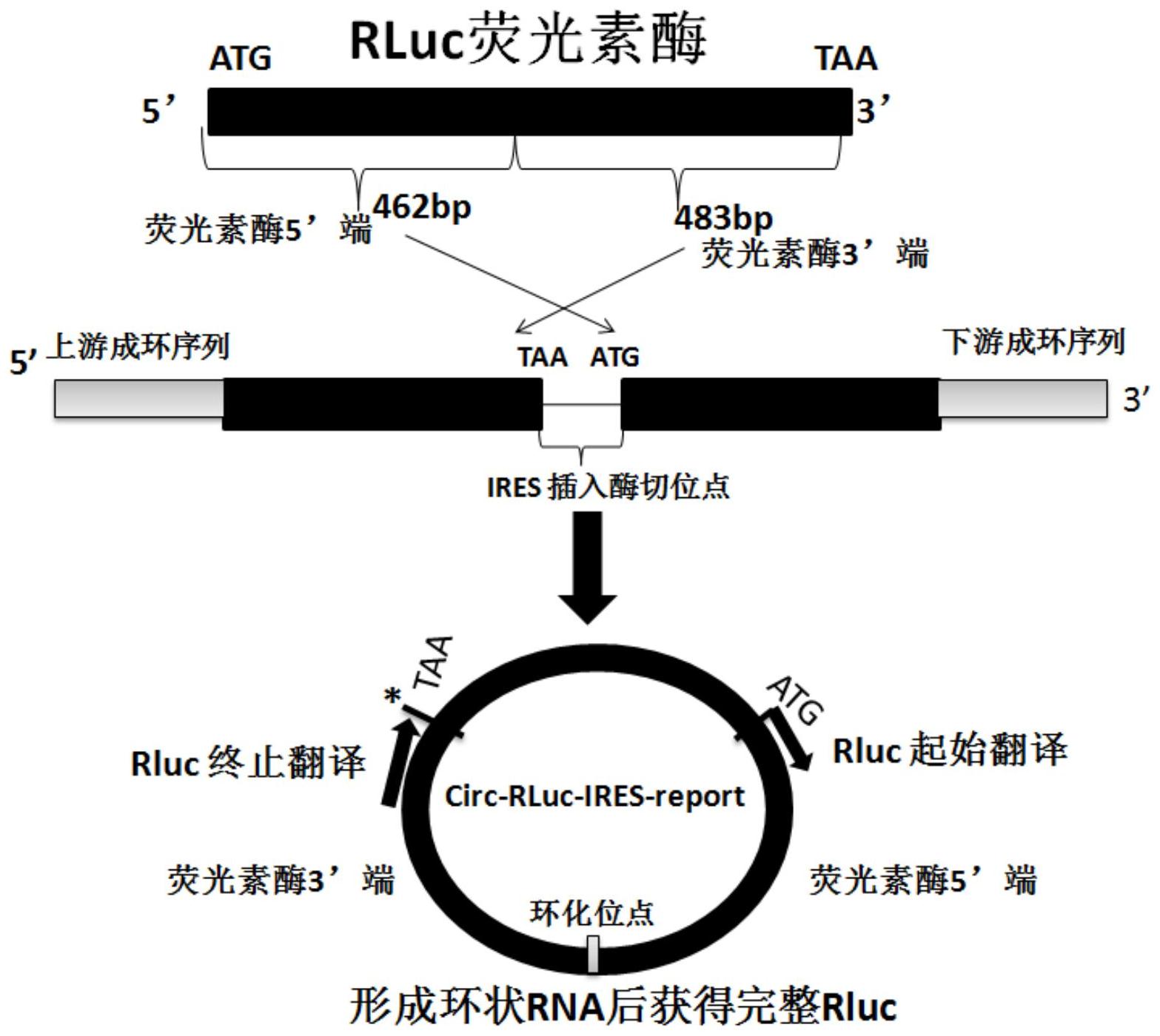 一种检测ires活性的环rna荧光素酶报告质粒构建方法