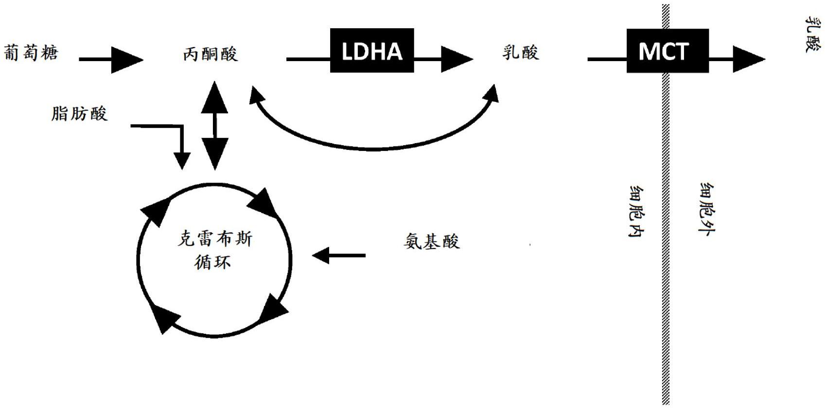 與調節細胞內乳酸濃度的反式代謝分子組合的嵌合受體多肽及其治療用途