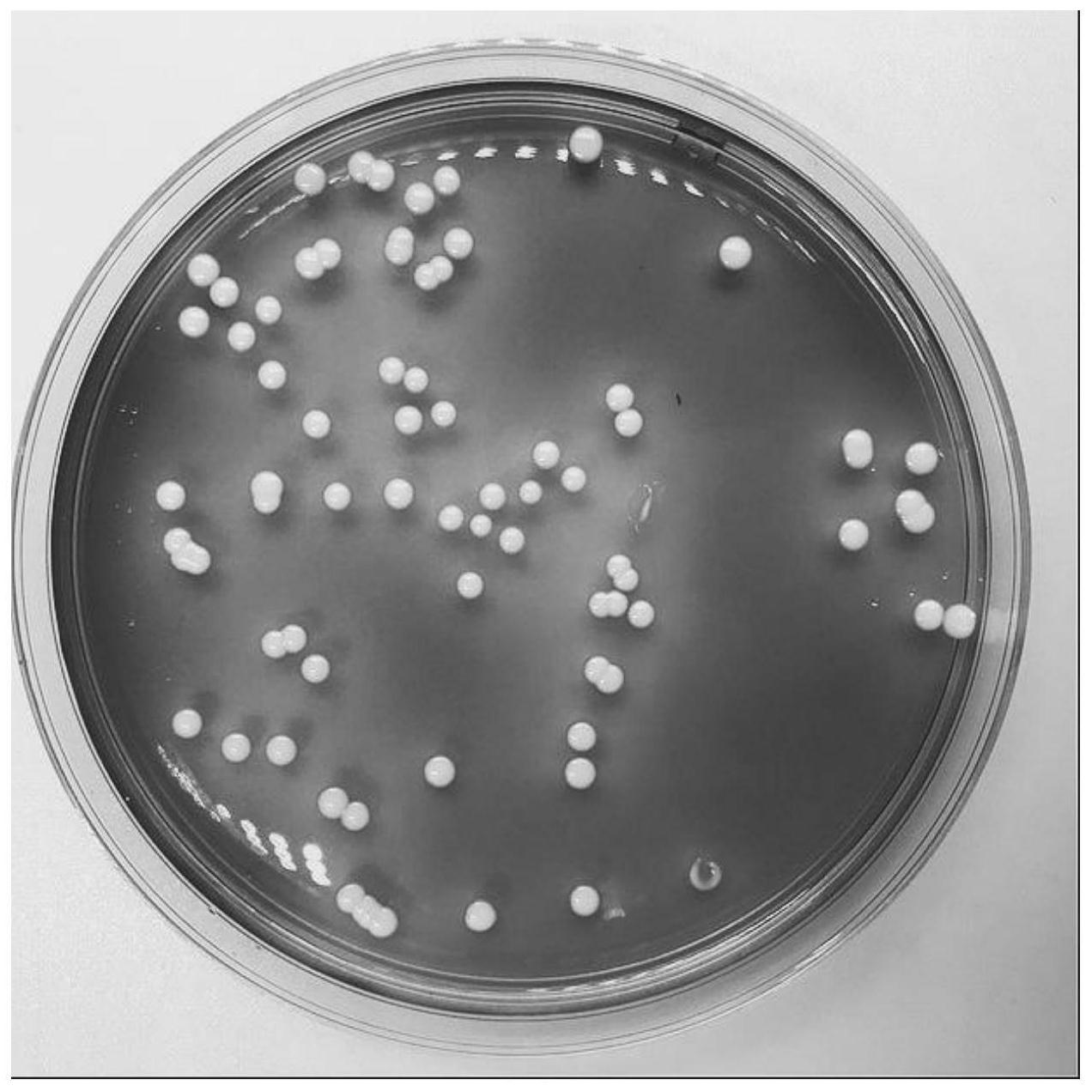 所述酿酒酵母保藏于中国微生物菌种保藏管理委员会普通微生物中心