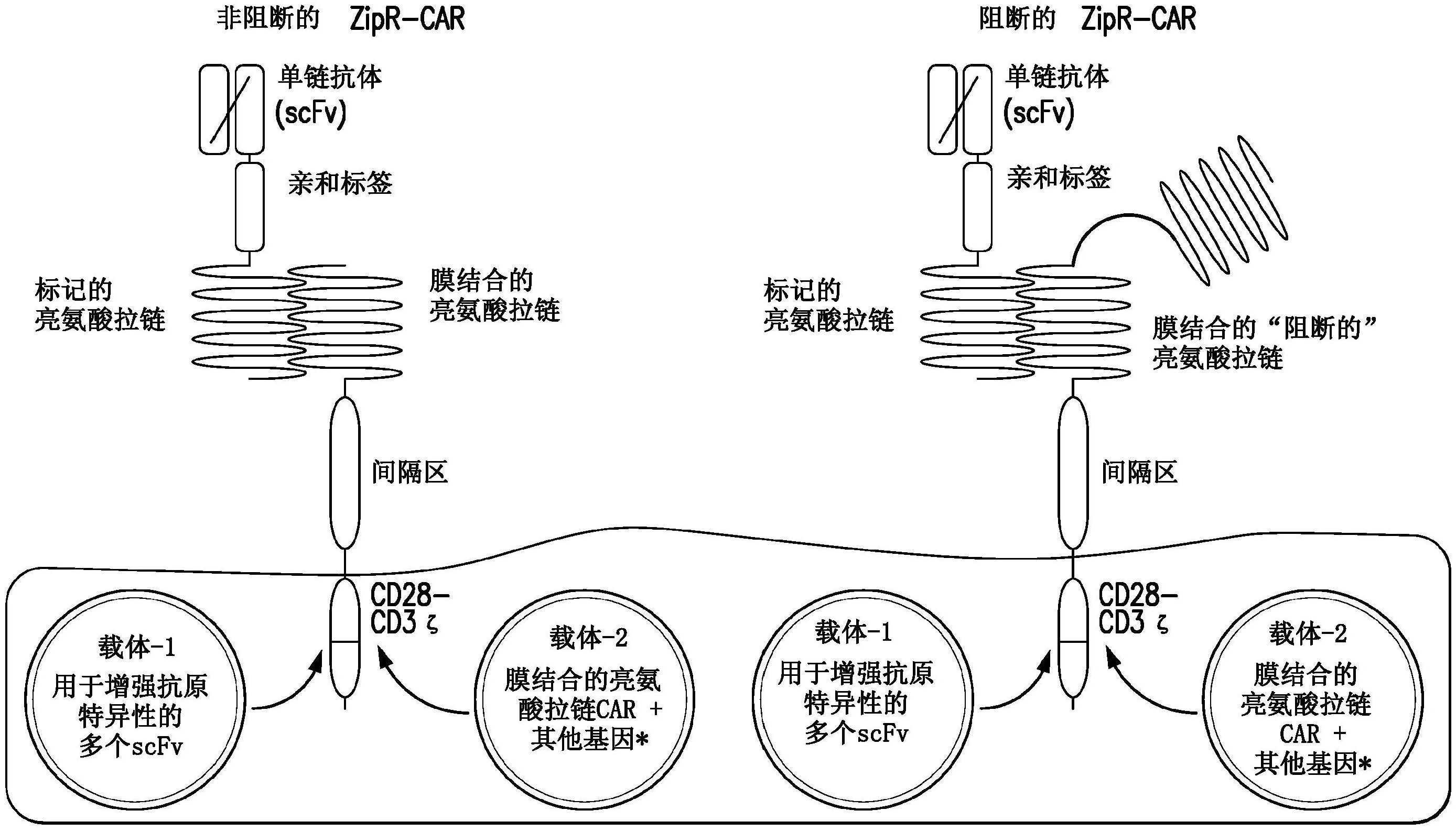 亮氨酸拉链结构图片