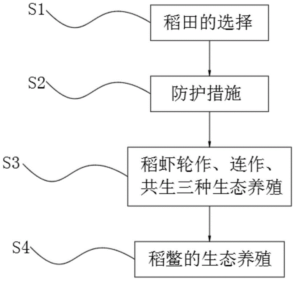 一种稻田稻,虾,鳖生态养殖方法