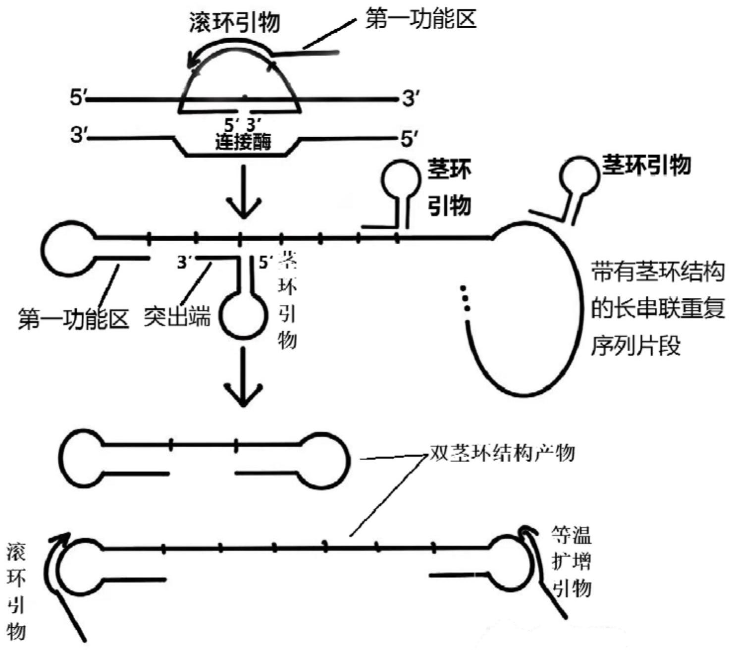 滚环扩增原理动画图片