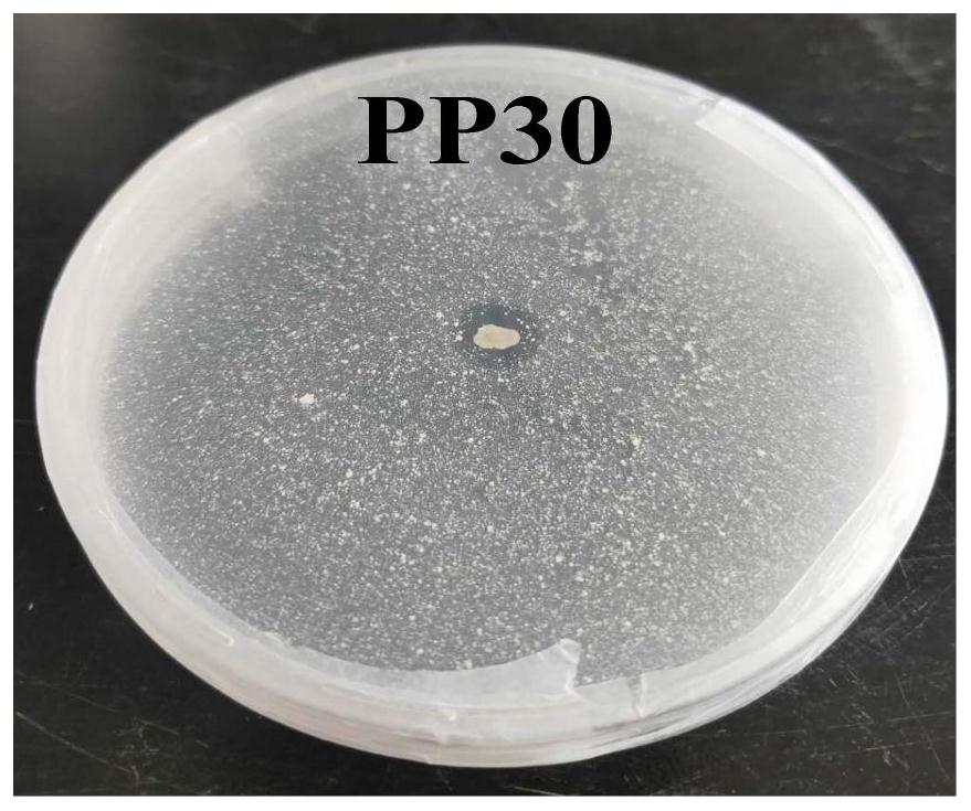 一株狭叶牡丹根际褐球固氮菌pp30及应用