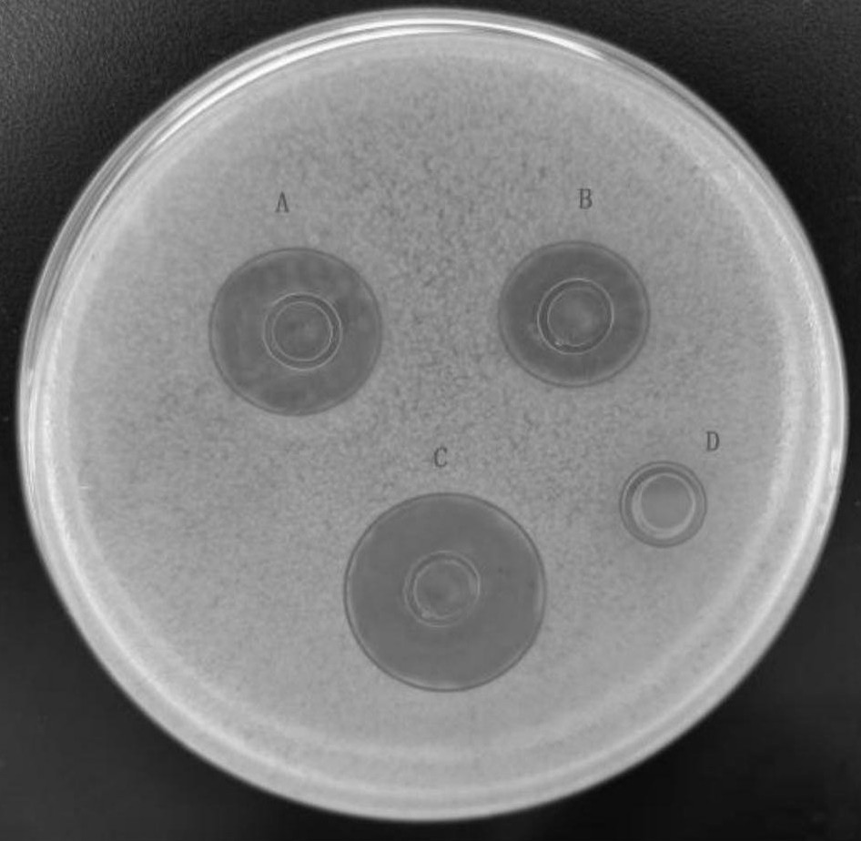变形杆菌镜下图片图片