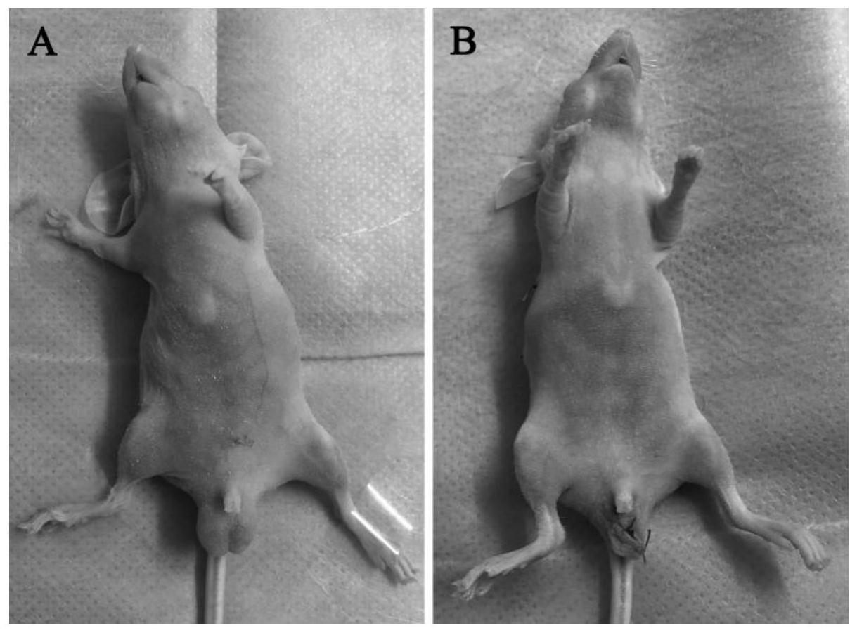 本发明公开的属于睾丸移植小鼠模型建立技术领域,具体为哺乳动物冻存