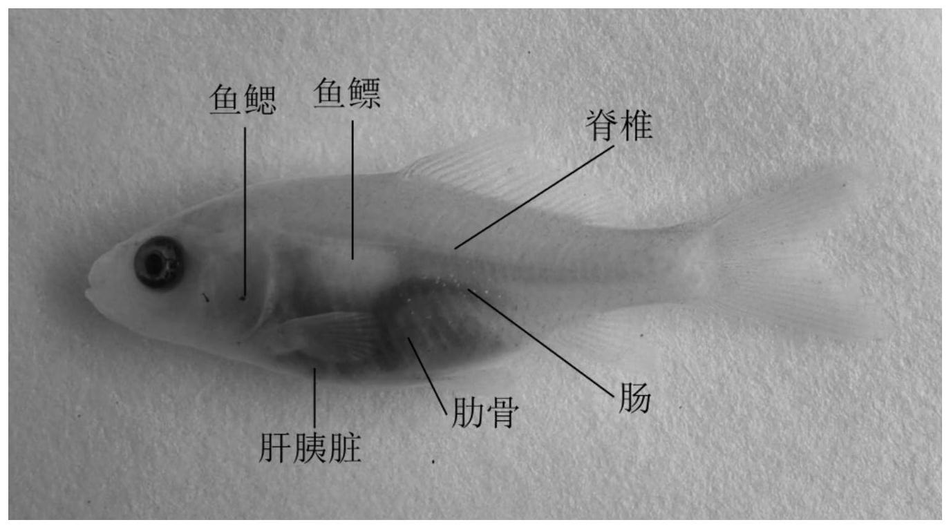 一种透明鲤鱼的培育方法