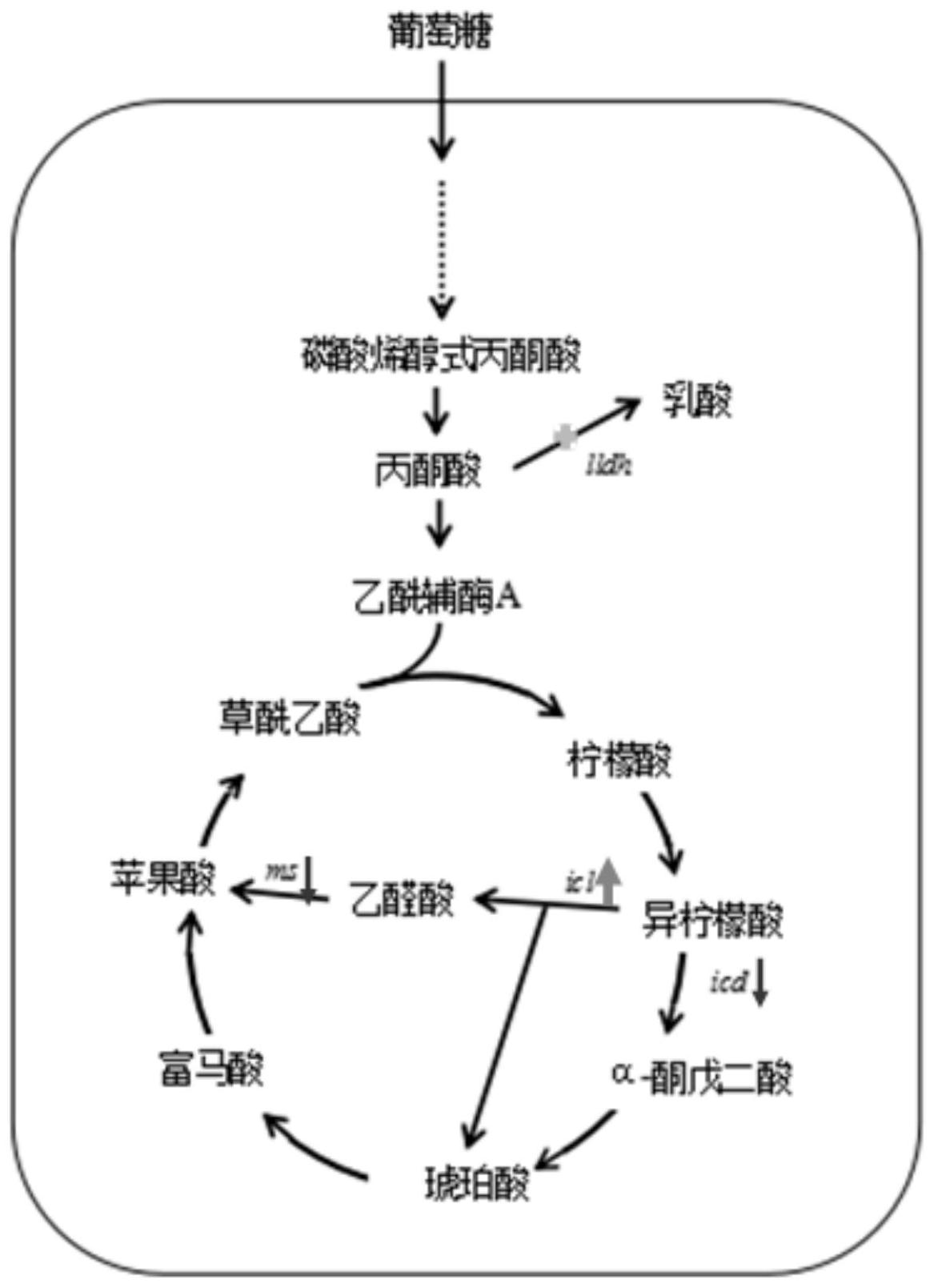 基於crispri調控的利用穀氨酸棒狀桿菌合成乙醛酸的方法