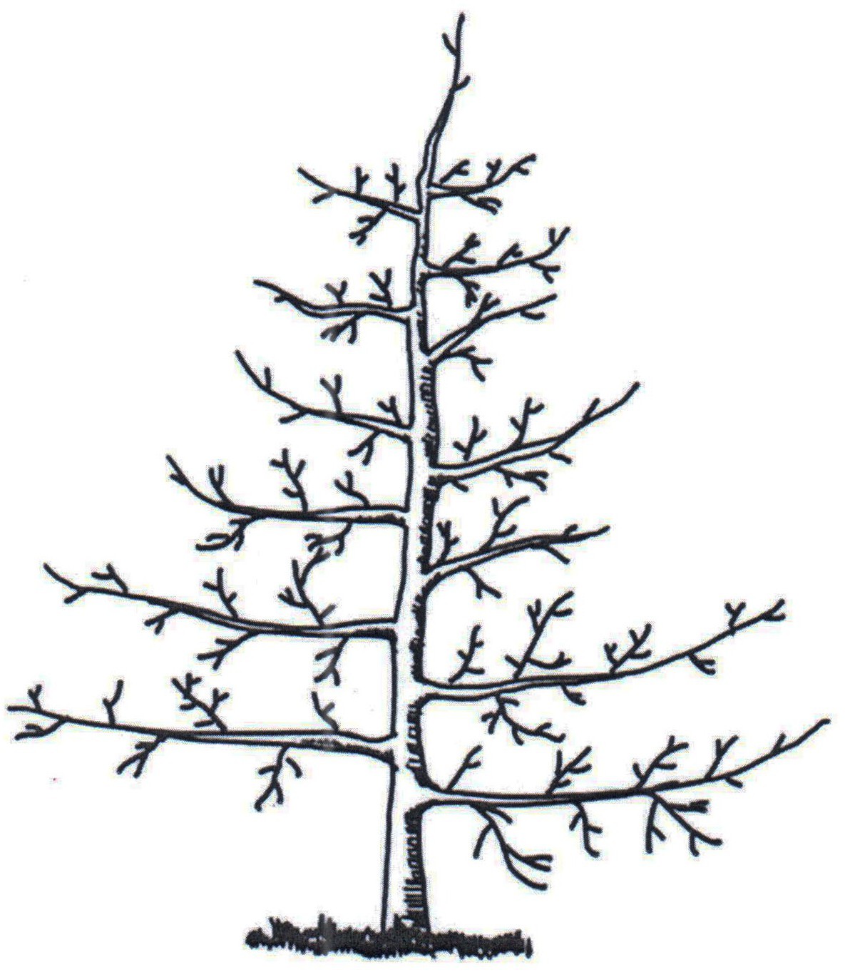 苍溪雪梨自由纺锤形树形及其整形方法