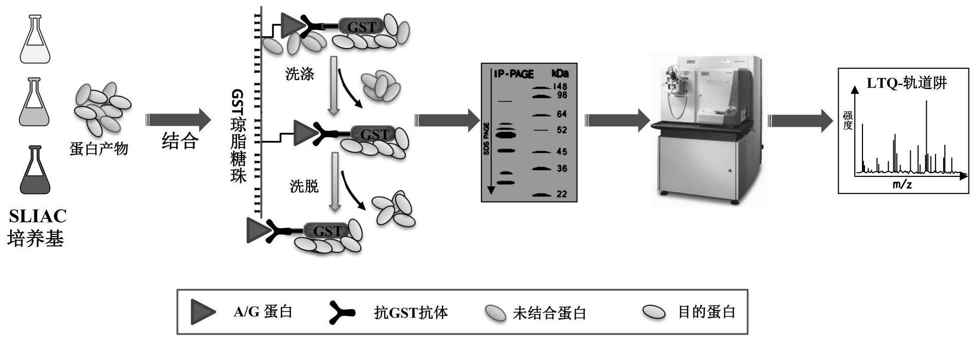 利用质谱多重反应监测技术检测5755型腺病毒方法
