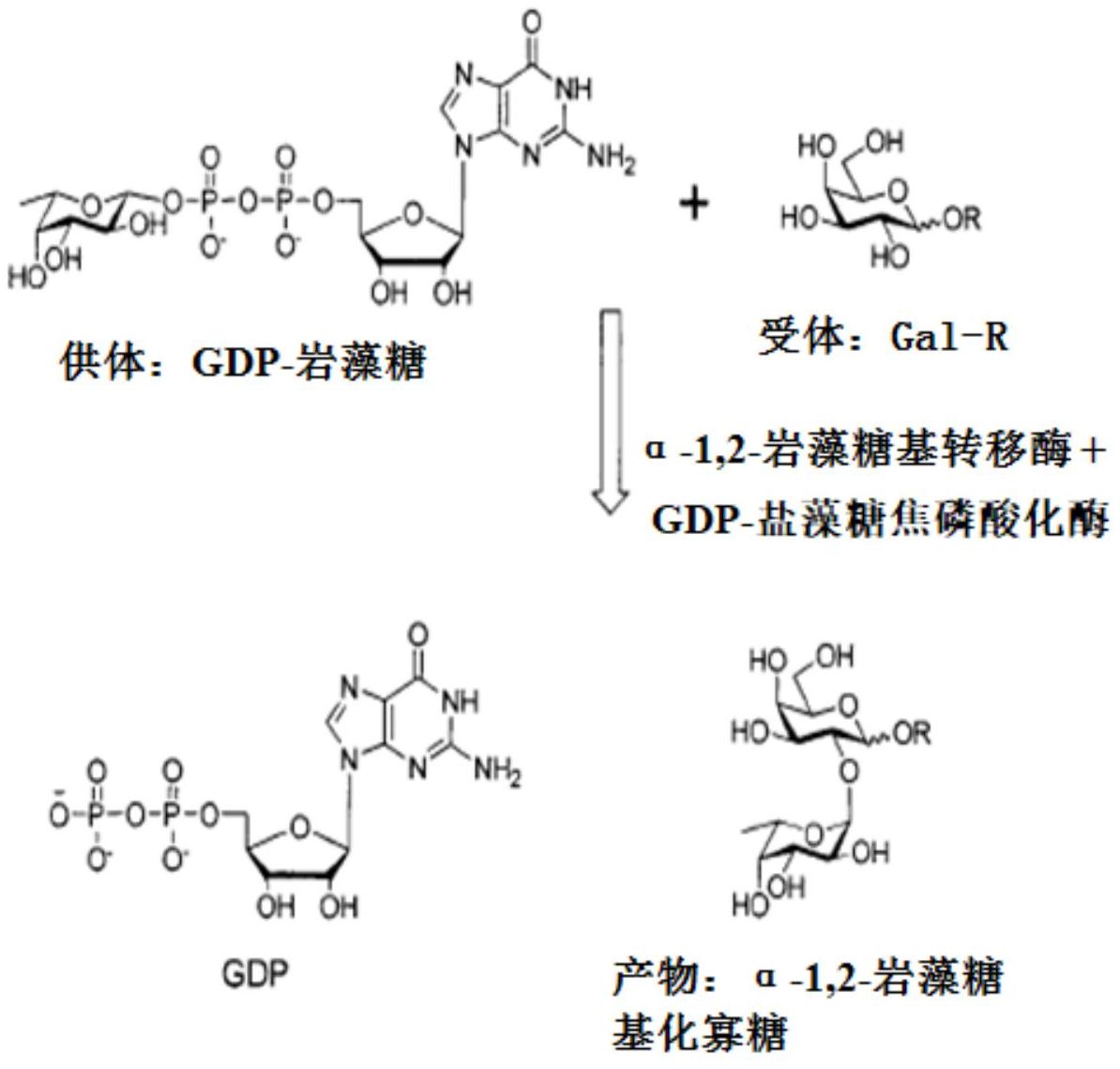 重组大肠杆菌系统及其构建方法和其在合成α-1,2-岩藻糖基化寡糖中的