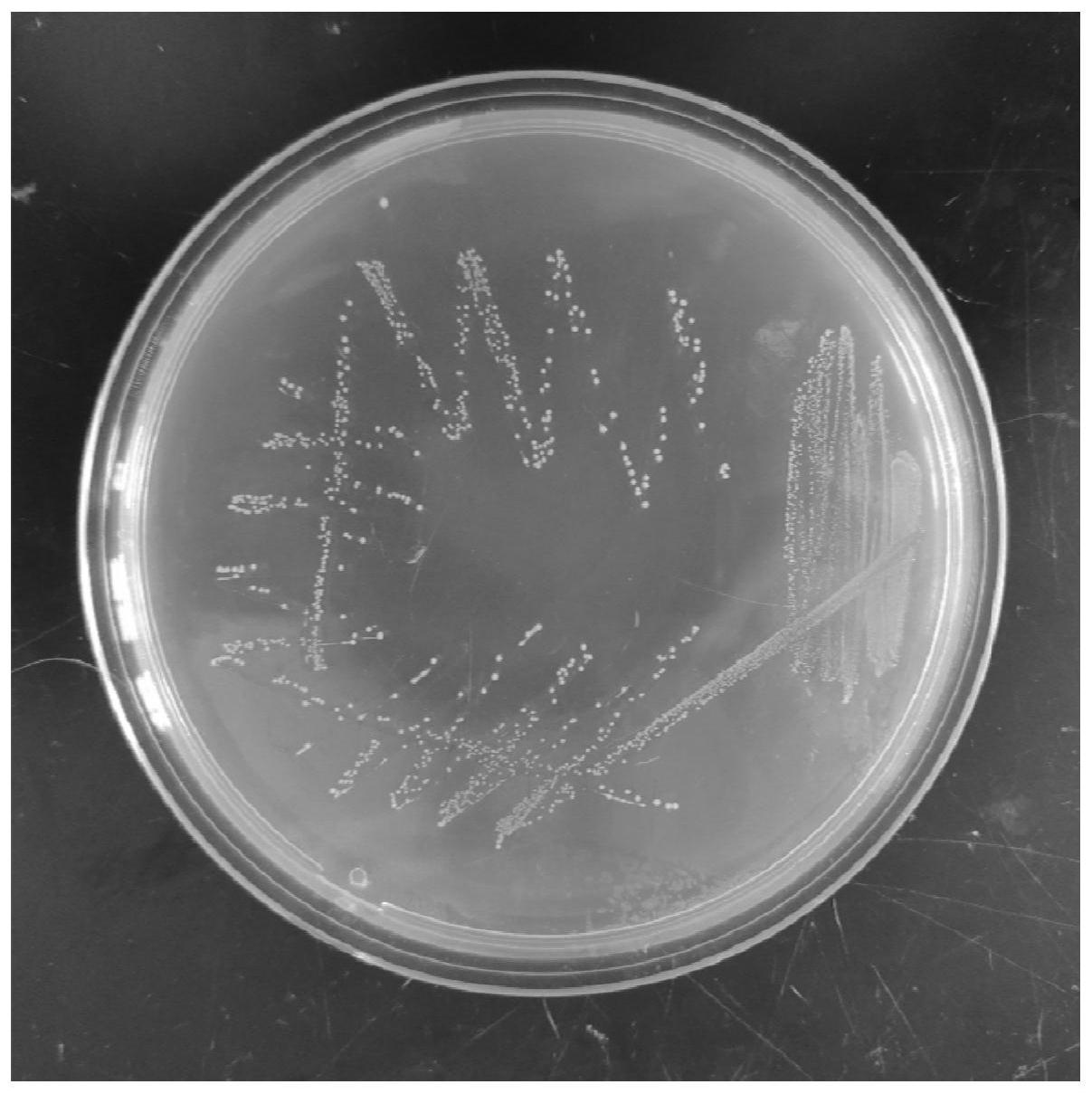 一株高产2壬酮的乳酸乳球菌乳酸亚种及其应用
