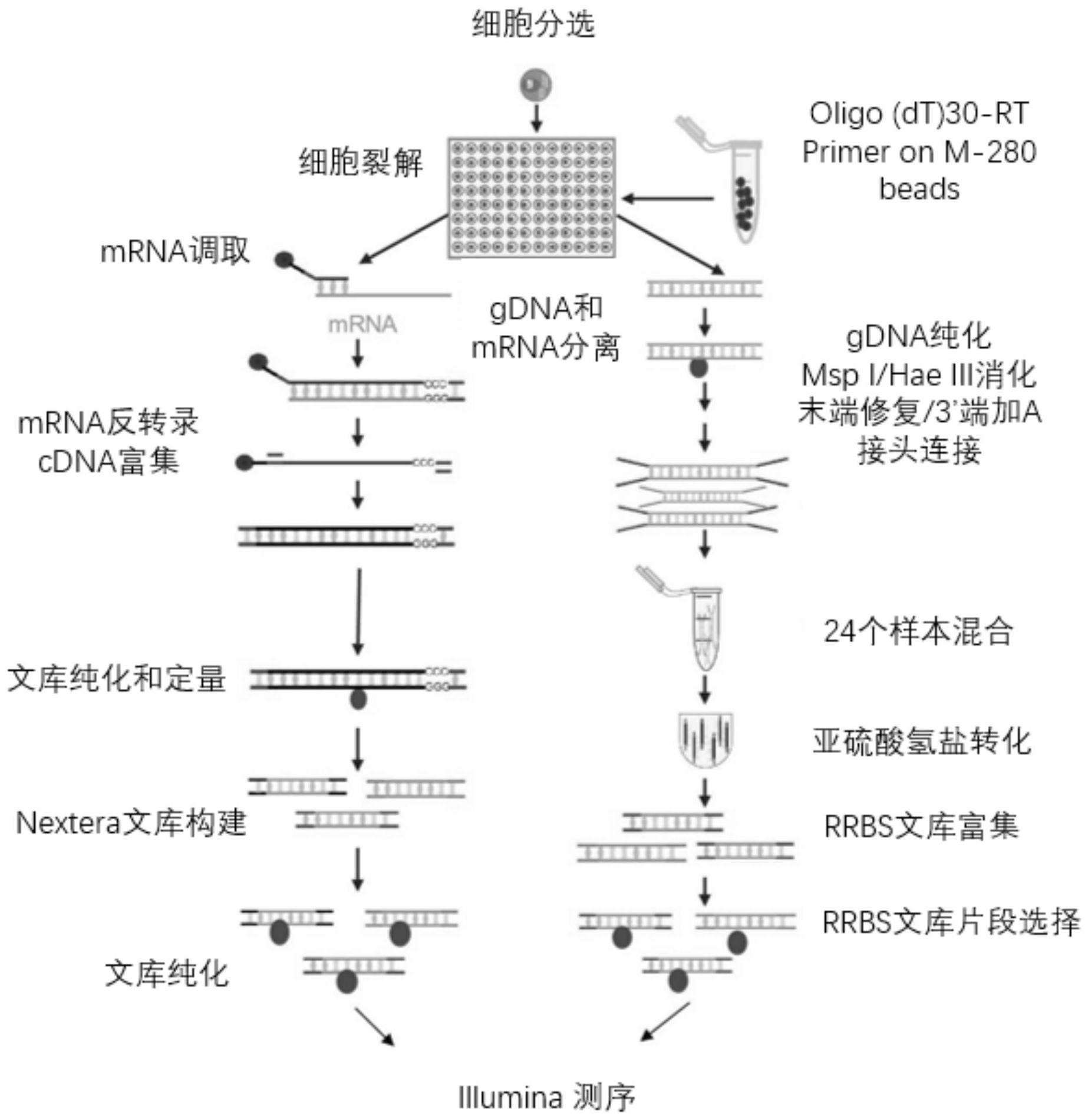 一种简化dna甲基化文库及转录组共测序文库的构建方法