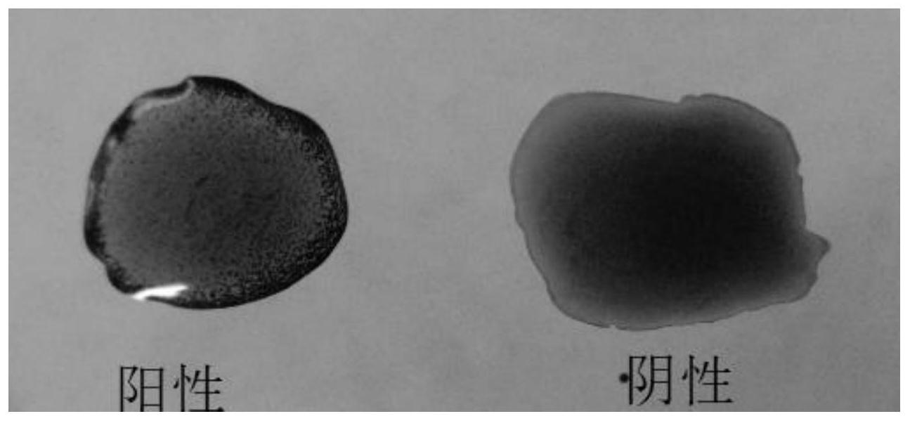 鸡白痢沙门氏菌和鸡滑液囊支原体双重平板凝集抗原及其制备方法和应用