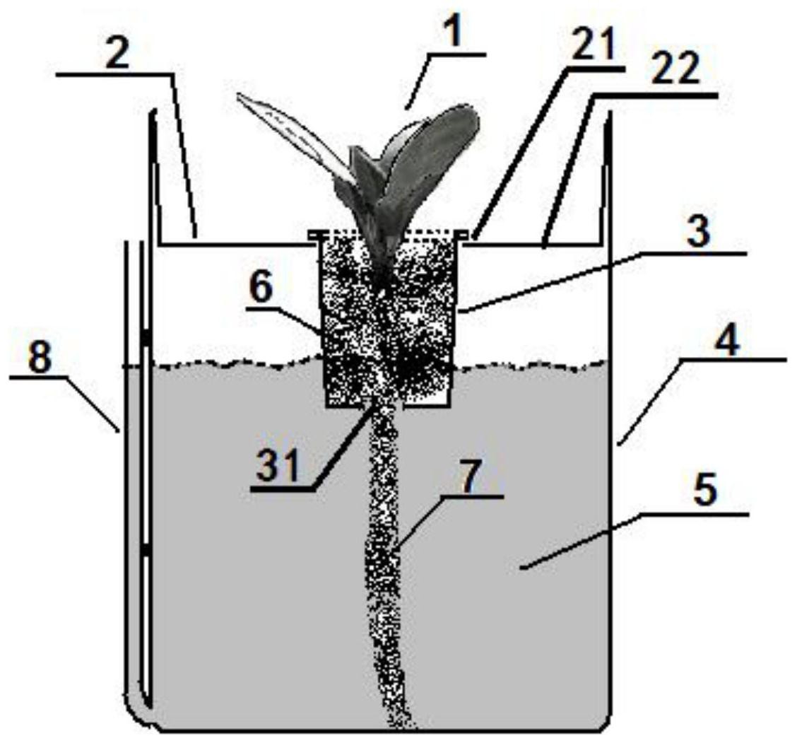 一种基因编辑烟草单株水培装置及水培方法