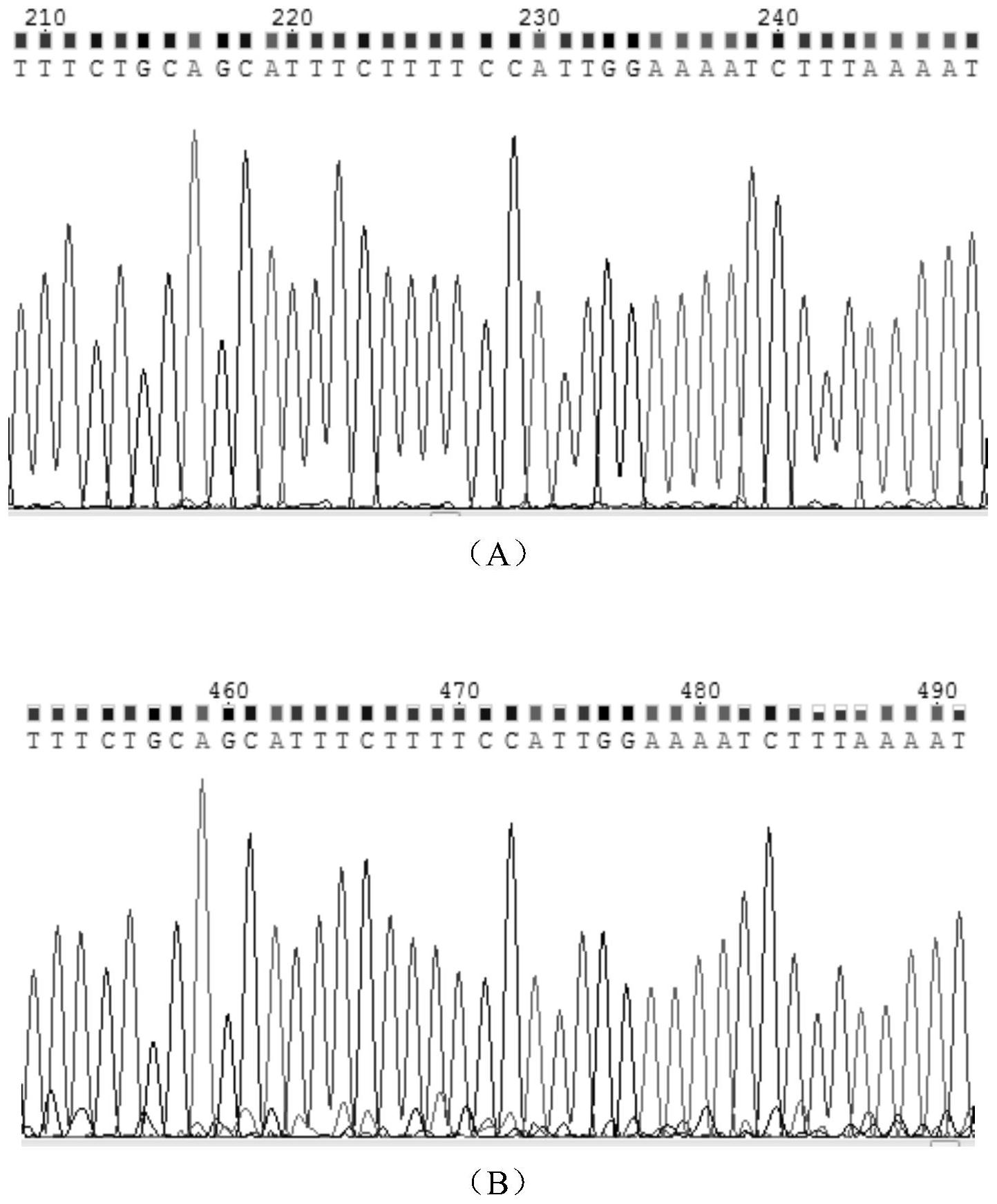 用于检测flt3-itd基因突变的引物组,试剂盒及其应用