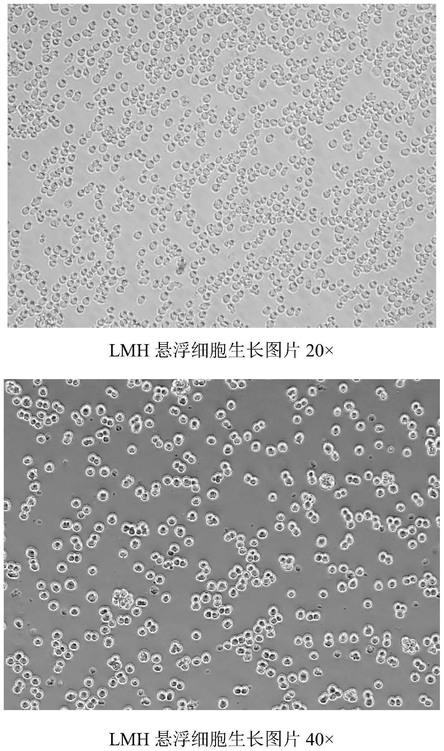 无血清悬浮型lmh细胞系及其制备方法和应用
