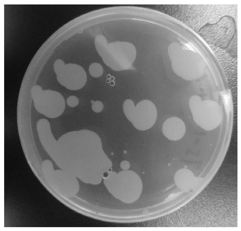 一株短小芽孢杆菌t51及其应用