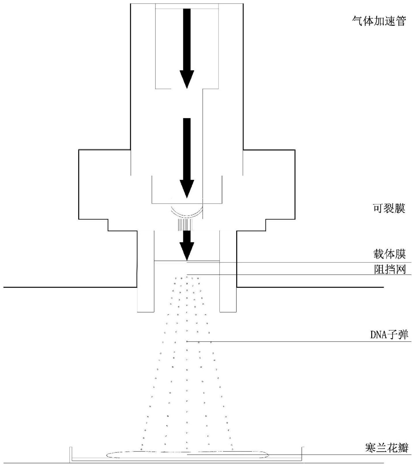 基因枪法图片图片