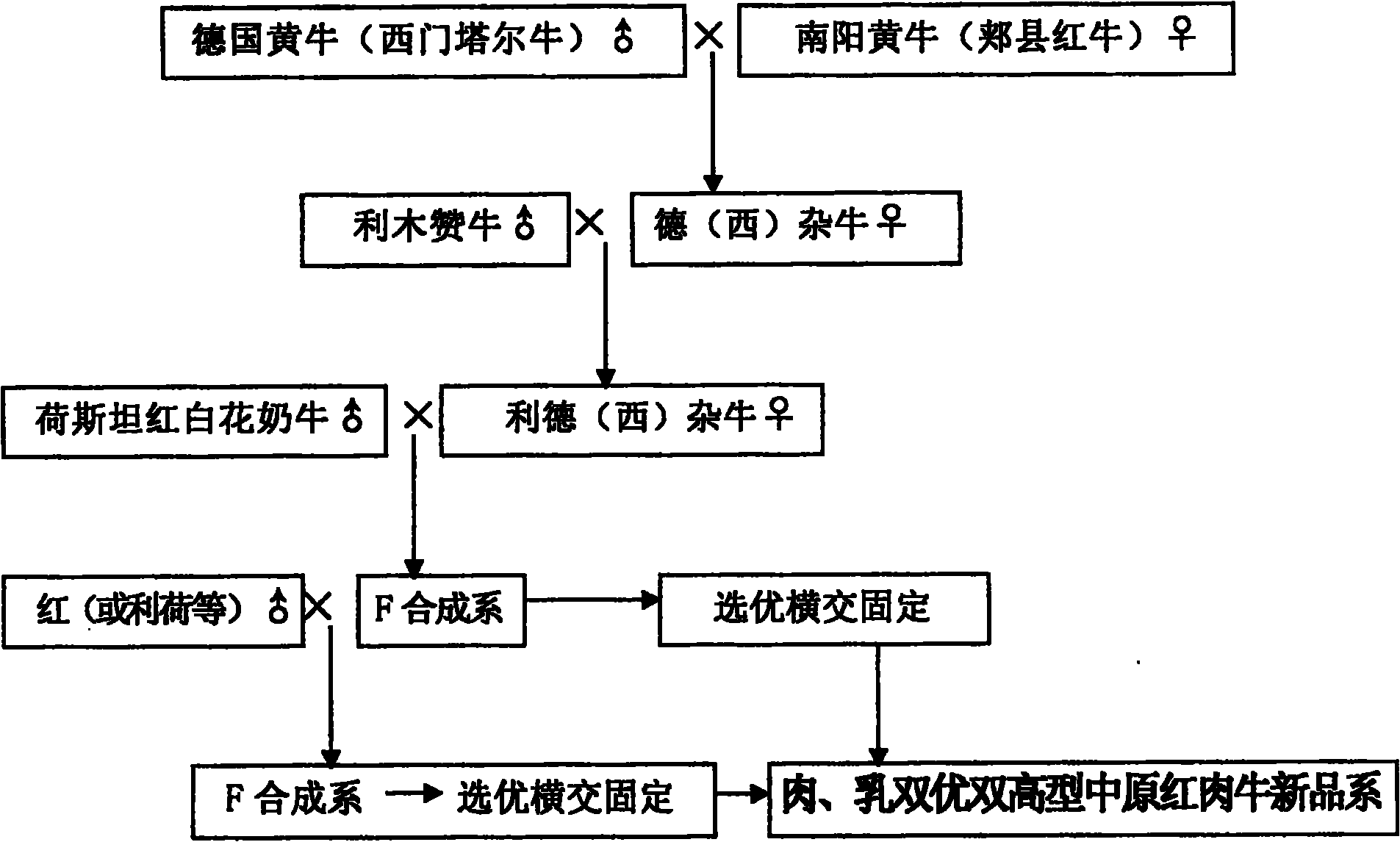 肉乳型肉牛新品系的培育方法