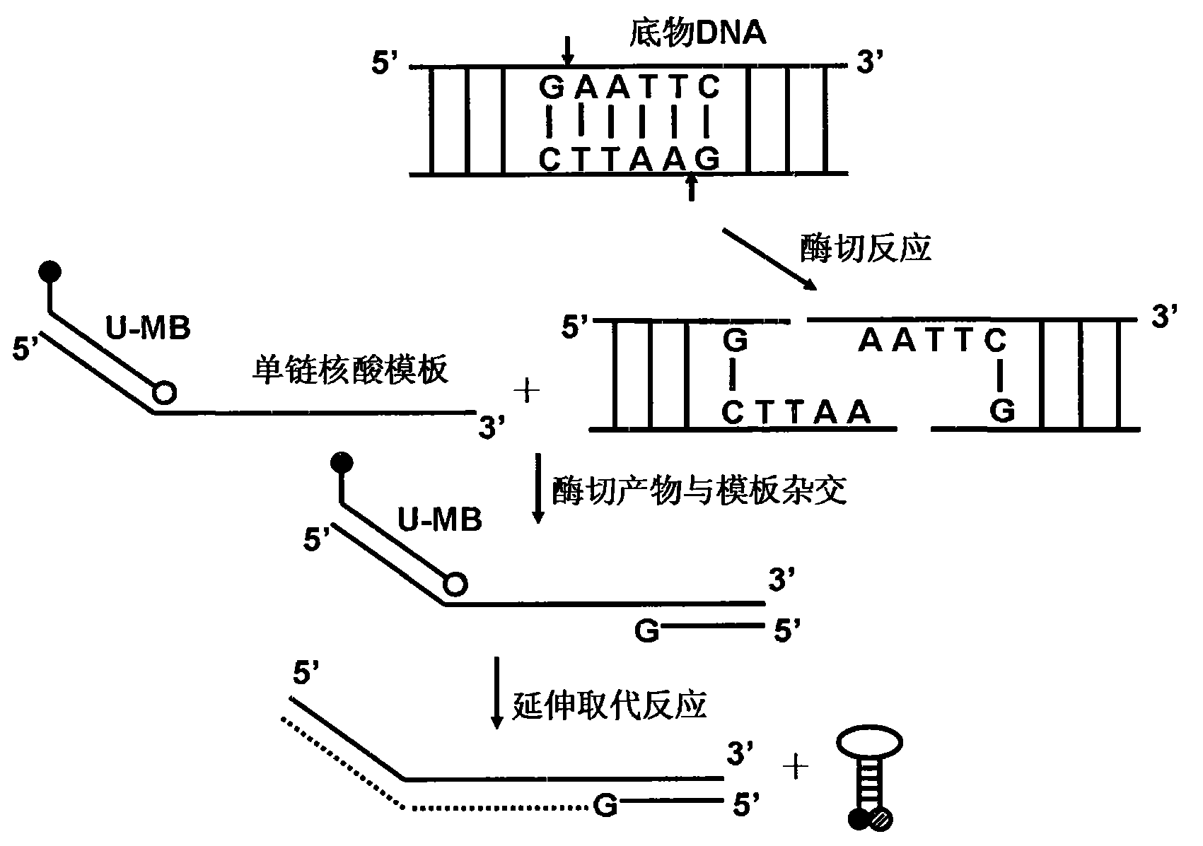 本发明提供了一种通用,实时的核酸酶荧光检测方法,在核酸酶及其底物