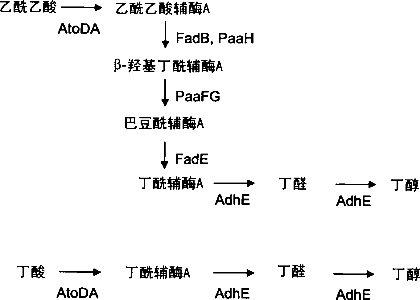 丁酰溴结构式图片