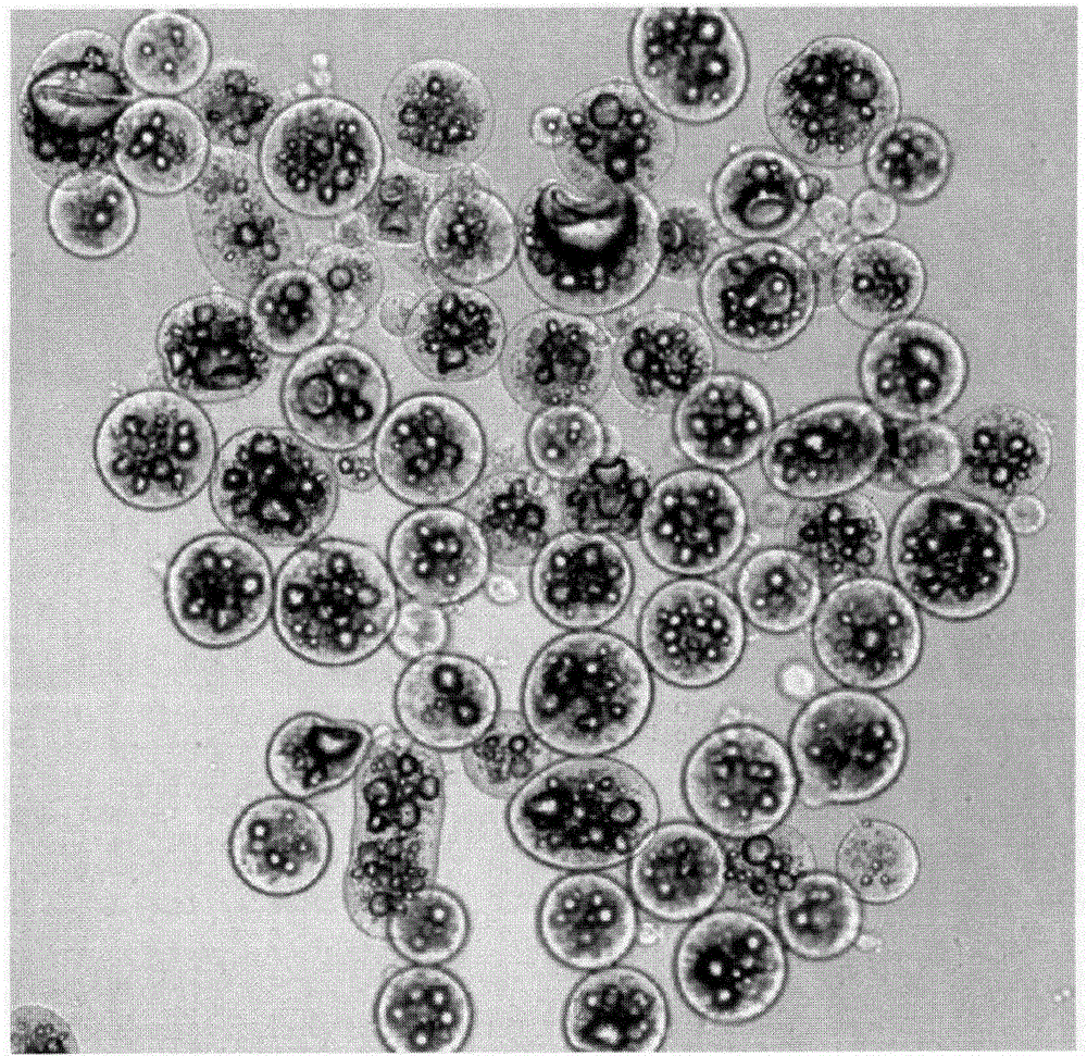 cn101647431b_农药微胶囊颗粒剂及其制备方法有效