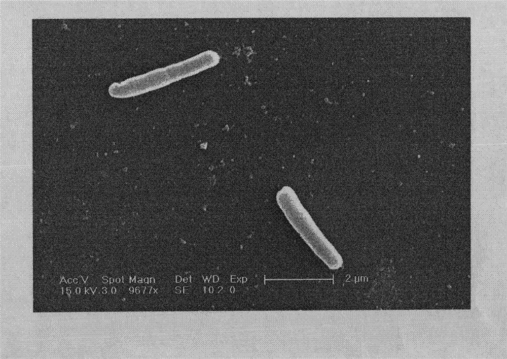 一株假单胞菌及其在降解高分子合成塑料中的应用