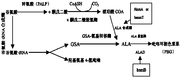 coli的5-氨基乙酰丙酸产量,分泌到细胞外的ala达到1124?mg/l.