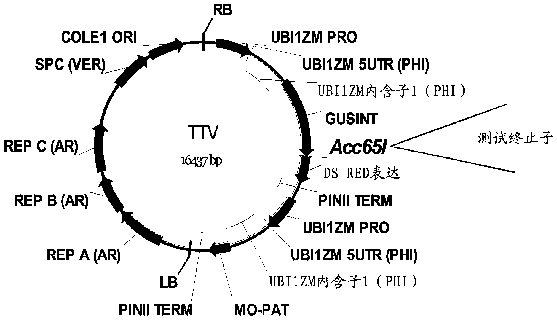 新型植物终止子序列