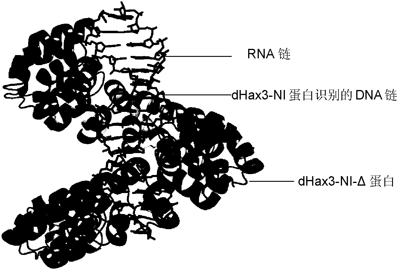 特異結合和靶定dna62rna雜合雙鏈的方法