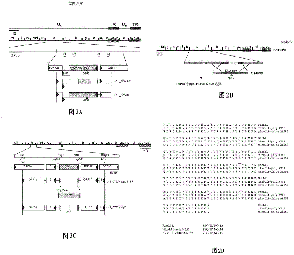 包含突变的糖蛋白c的重组马疱疹病毒-1疫苗及其用途